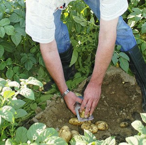 Qualität bei Kartoffeln beginnt auf dem Feld